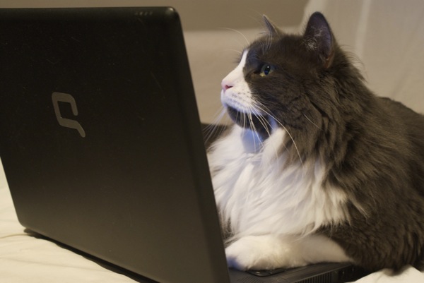 cat on laptop - just browsing